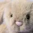 Flufflet Bunnie - Oat