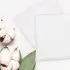 Washcloths 6 Pack - White