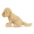 Tilly Golden Retriever